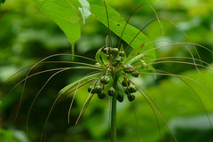 Tacca leontopetaloides